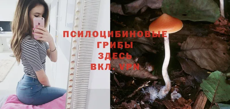 blacksprut маркетплейс  Ступино  Галлюциногенные грибы Magic Shrooms 